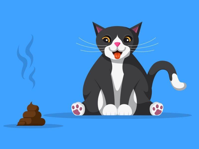 Petua Elak Kucing Berak Merata-rata dan Cara Hilangkan Bau Tahi Kucing 5